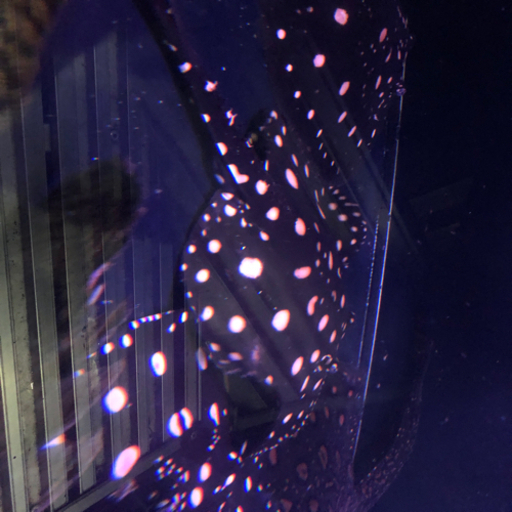 ダイヤモンドポルカ　約30センチ オス個体