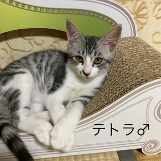 保護猫譲渡会