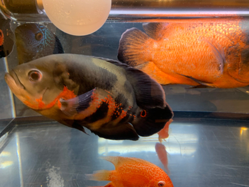 オスカー  セベラム  パロット  熱帯魚　アロワナなどの混泳に。