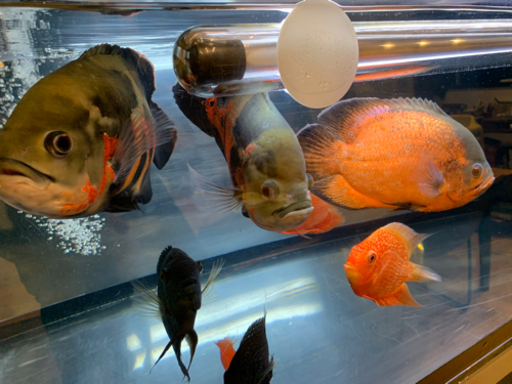 オスカー  セベラム  パロット  熱帯魚　アロワナなどの混泳に。