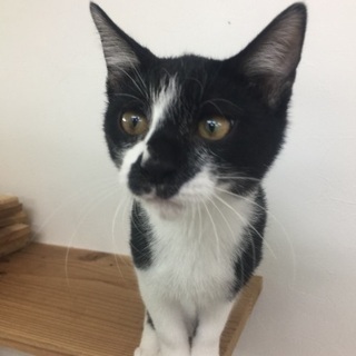 【受付終了】やんちゃな牛柄仔猫の男子【ｴｲｽﾞ白血病陰性】