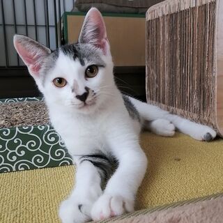 人馴れ抜群 ✿ 個性的なロイ君