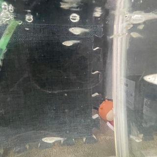 MIXメダカ    中断期間の画像