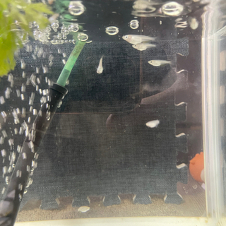 MIXメダカ    中断期間