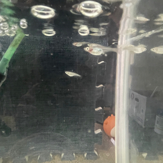 MIXメダカ    中断期間の画像