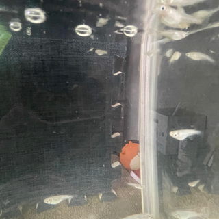 MIXメダカ    中断期間の画像