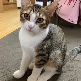 生後5ヶ月程の可愛い猫ちゃんです( ¨̮ )