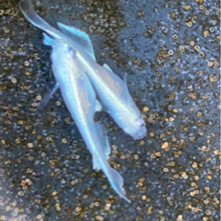 めだか各種の画像