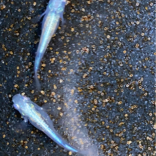 めだか各種