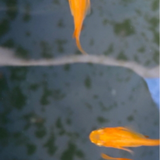 めだか各種の画像