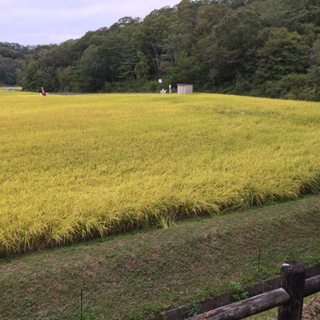販売中　令和3年産　お米　ひのひかり