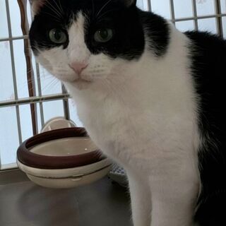 ママ猫だった、たみちゃん