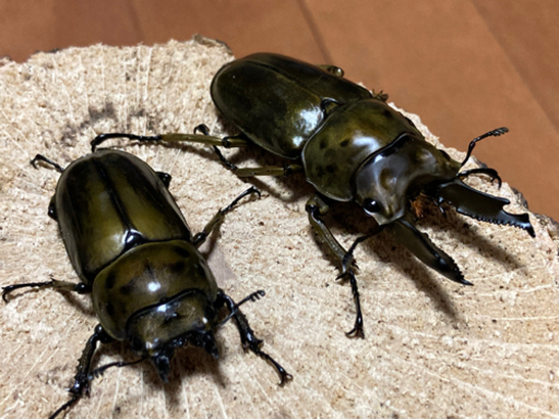 【完売】ババオウゴンオニクワガタ　ペア　後食済み