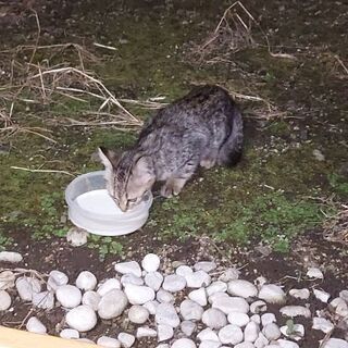 里親決定しました。ありがとうございました！