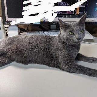 迷い猫　ロシアンブルーのメスがいなくなりました。