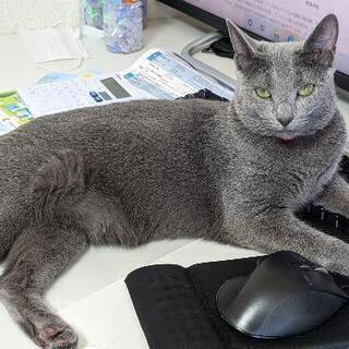 迷い猫　ロシアンブルーのメスがいなくなりました。 - 名古屋市