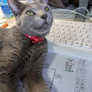迷い猫　ロシアンブルーのメスがいなくなりました。 - 手伝って/助けて