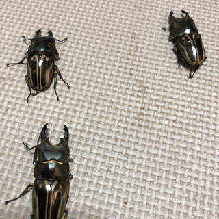 ゼブラノコギリクワガタ♂3頭