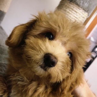 MIX犬男の子里親募集