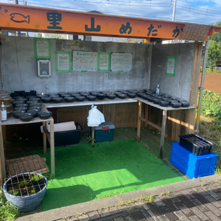 メダカとタマミジンコ　里山めだか無人販売所　9/19 出店