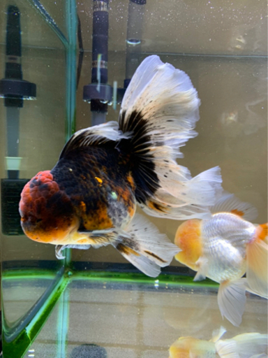 オスメスペア麒麟オランダローズテール