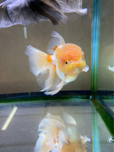 オスメス更紗オランダローズテール