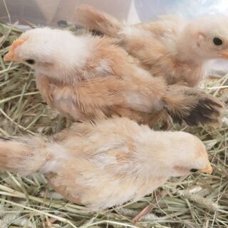 猩々チャボのオスの里親様募集です