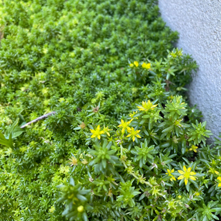 セダム 森村万年草(マンネングサ) 多肉植物