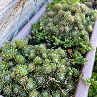 多肉植物 各種 ランダム抜き苗 セット