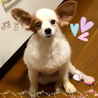 保護犬譲渡会&フリーマーケット