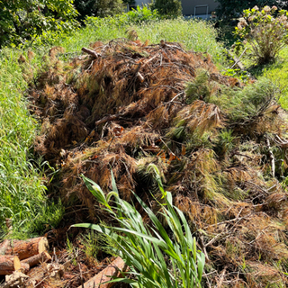 丸木・枝木・伐採　必要な方〜どうぞ(^^)の画像
