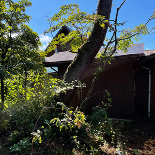 丸木・枝木・伐採　必要な方〜どうぞ(^^)の画像