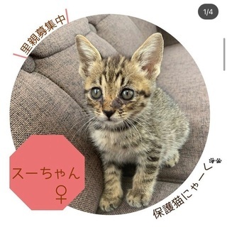 生後2ヶ月の可愛い仔猫ちゃんです