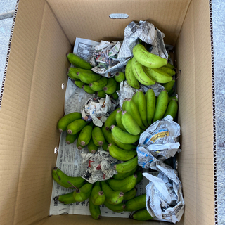 島バナナ　1キロ　500円の画像