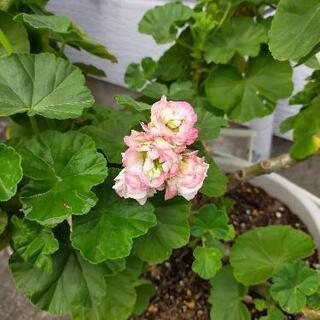 バラ咲き ゼラニウム