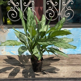 観葉植物 アグラオネマ・コンムタツム　