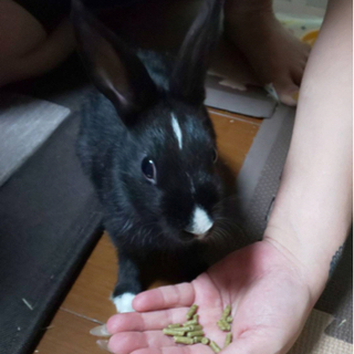 🐰うさぎの里親の募集🐰