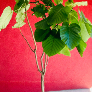 ※お取引中※　観葉植物　フィカス　ウンベラータ　約2m25cm