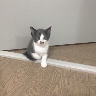 生後二ヶ月と十日ほどの仔猫の里親様をお探ししております