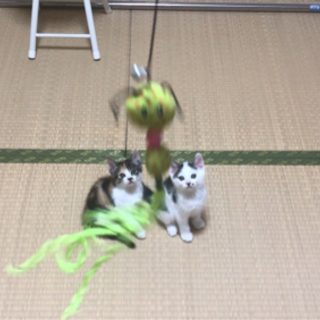 生後二ヶ月と一週間の仔猫の里親様をお探ししています