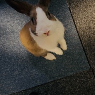 ミニウサギです。