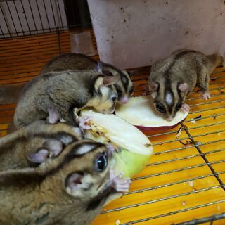 フクロモモンガ　Bグレード