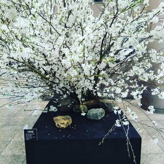 【初心者の方】　お着物着付教室の画像