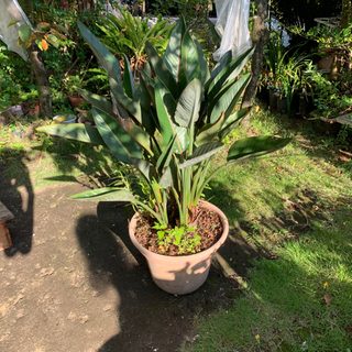 ストレリチアの画像