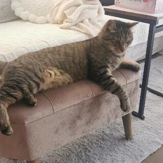猫甘い子