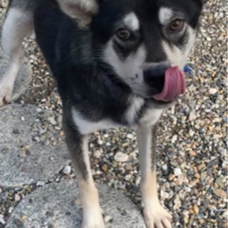 保護犬です
