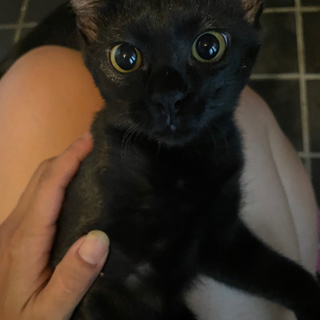 飼い主さん募集　黒猫ちゃん4ヶ月半