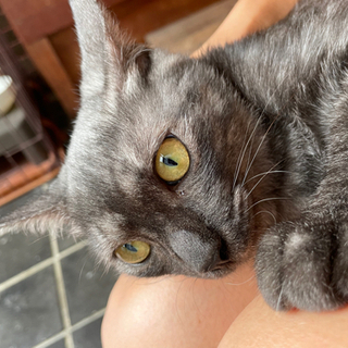 飼い主さん募集　キジトラ4ヶ月半