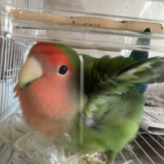 コザクラインコ　メス　2020年８月生まれ