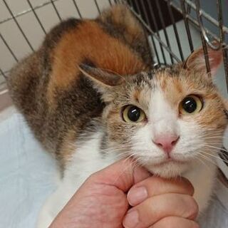 おとなしい美猫な三毛猫